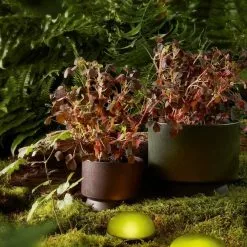 Rosendahl Soft Spot LED Lampa Olivengrønn Ø9 Cm -hemma butik 2023 soft spot led ss21 mood 1